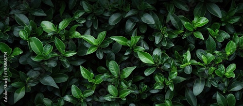 Fresh green plant with lush leaves