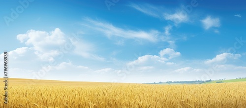 Field of golden wheat under clear blue sky