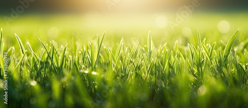 Field of green grass under sun