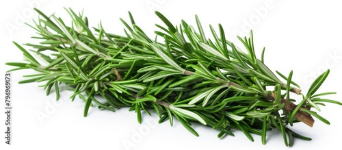 Rosemary bunch on white