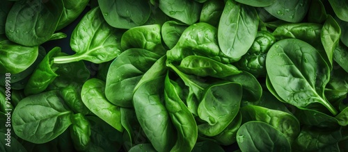 Close-up of fresh spinach leaves