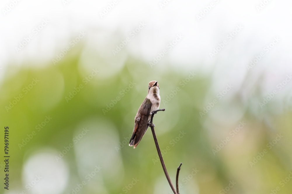 Fototapeta premium Small, Ruby Topaz hummingbird perching on a twig with soft green bokeh background