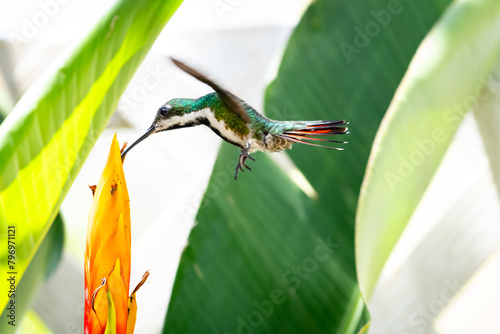 Black-throated Mango hummingbird, Anthracothorax nigricollis, flying and feeding on a tropical Heliconia flower