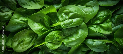 Pile of fresh spinach leaves close up