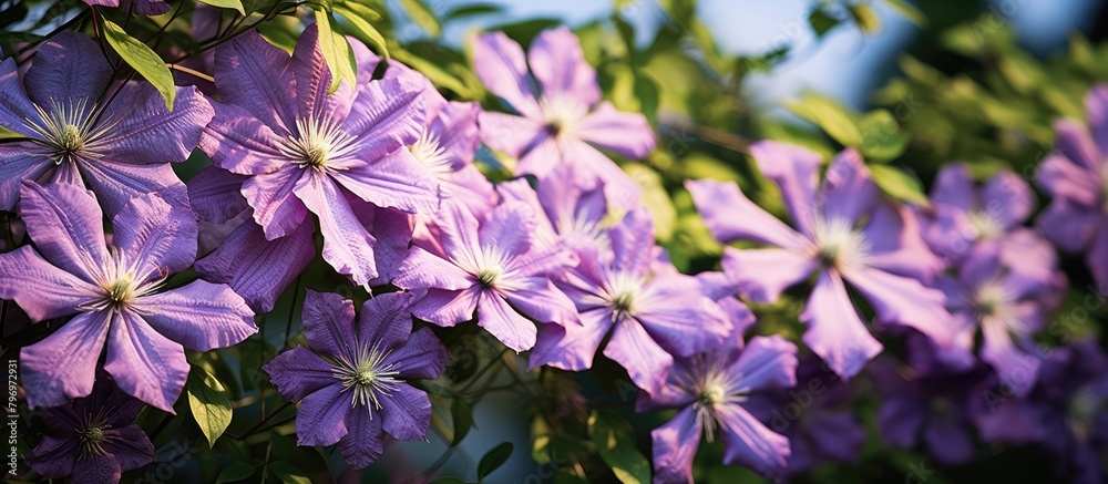 Purple flowers bloom on tree under sunlight
