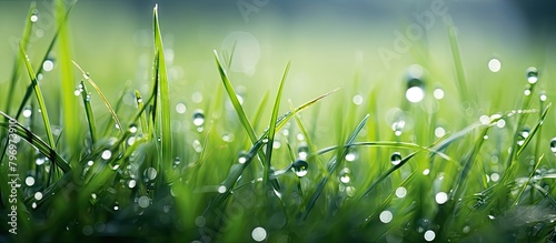 Grass blades adorned with water droplets