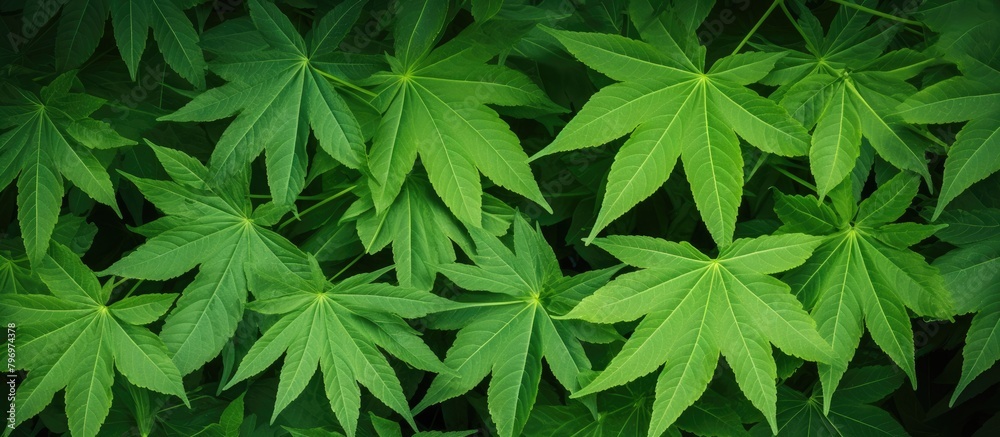 Fototapeta premium Close-Up of Vibrant Tree Leaves