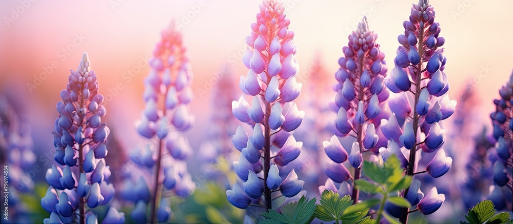 Purple flowers in field with pink sunset sky Purple flowers in field with pink sunset sky