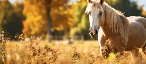 A horse grazing in lush field © Ilgun