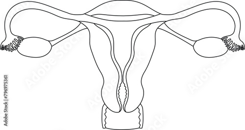 Female uterus anatomy black and white  illustration on a white background