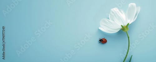 Serene daisy and ladybug on pastel blue background