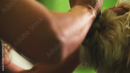 Groomer shaves off knotted snout hair