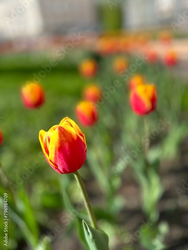 red and yellow tulips