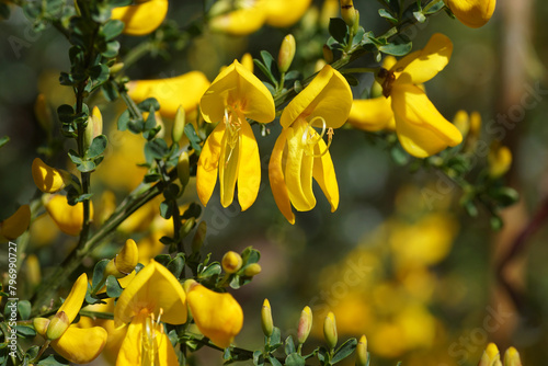 Close up yellow flowers of Cytisus scoparius (syn. Sarothamnus scoparius), common broom or Scotch broom. Family Fabaceae, Spring, Netherlands photo