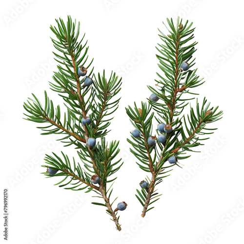 Two branches of a tree with blue berries on them