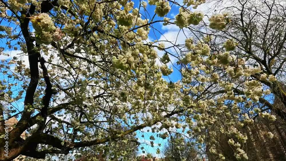 Beautiful blossom flowers on the tree Beautiful blossom flowers on the tree