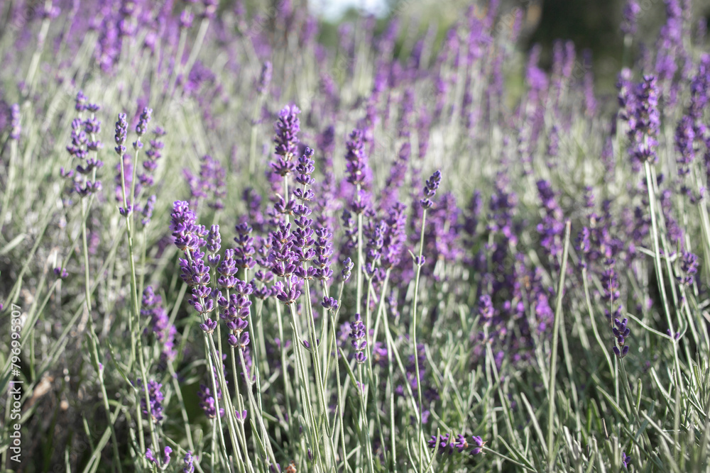 close up of the lavender field. Danaus plexippus. Close up sunny spring scene in botanical garden.