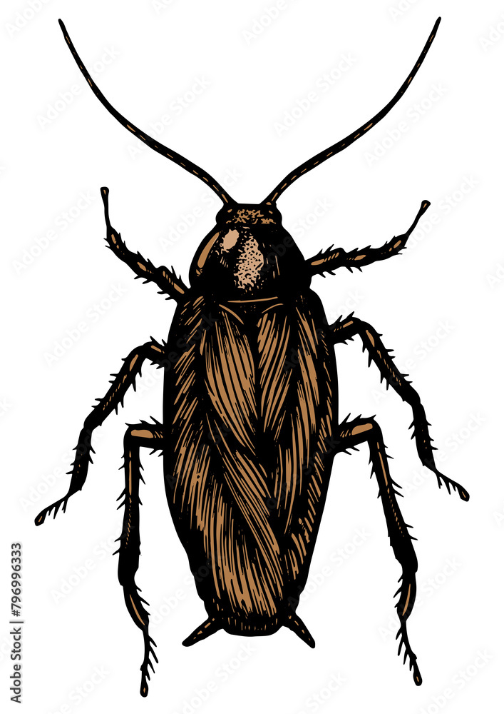 Cockroach bug insect color sketch line art engraving PNG illustration. Scratch board style imitation. Black and white hand drawn image. Cockroach bug insect color sketch line art engraving PNG illustration. Scratch board style imitation. Black and white hand drawn image.
