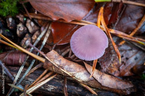 Amethyst Deceiver mushroom in the New Forest, England - Laccaria amethystina photo