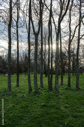 A beautiful row of trees in a city park ideal for family walks.
