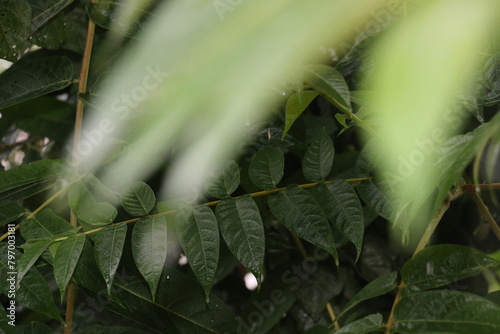 Toona sinensis - Leaves with water drops on tree photo