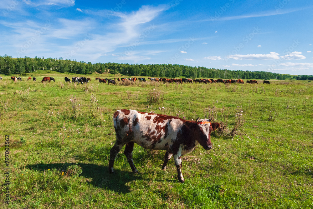 Fototapeta premium cows in the field