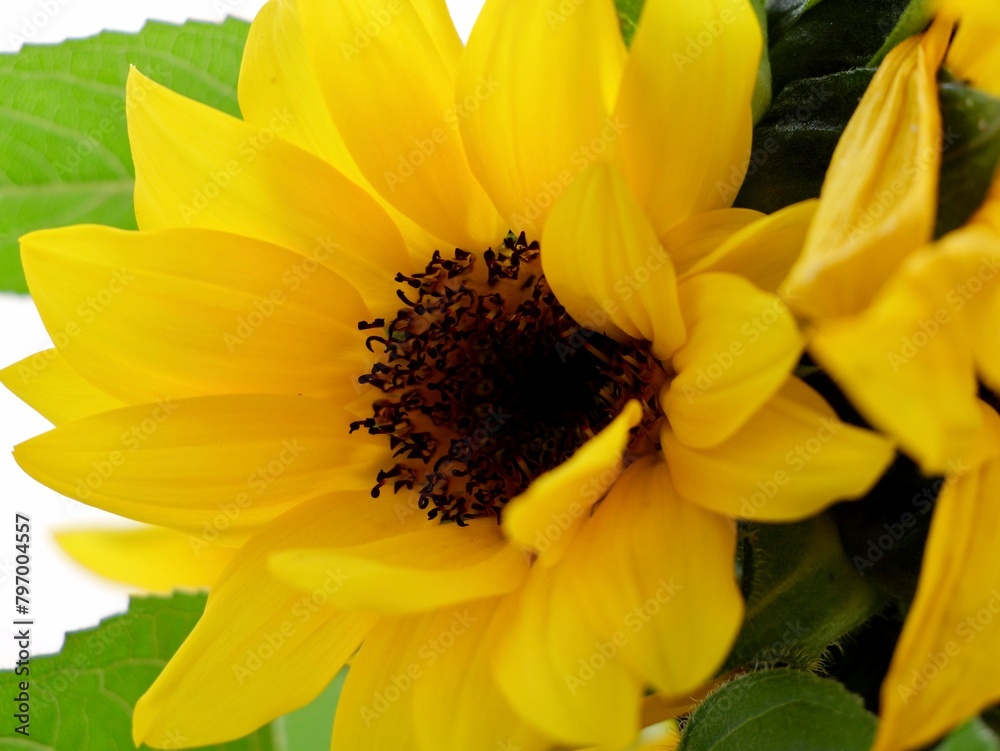 Dwarf sunflower (Helianthus annuus) close up