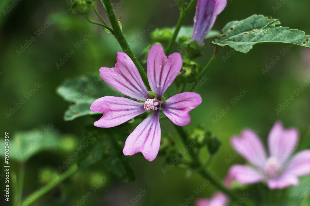 Wilde Malve - malva sylvestris, a type of medicinal plant, flower