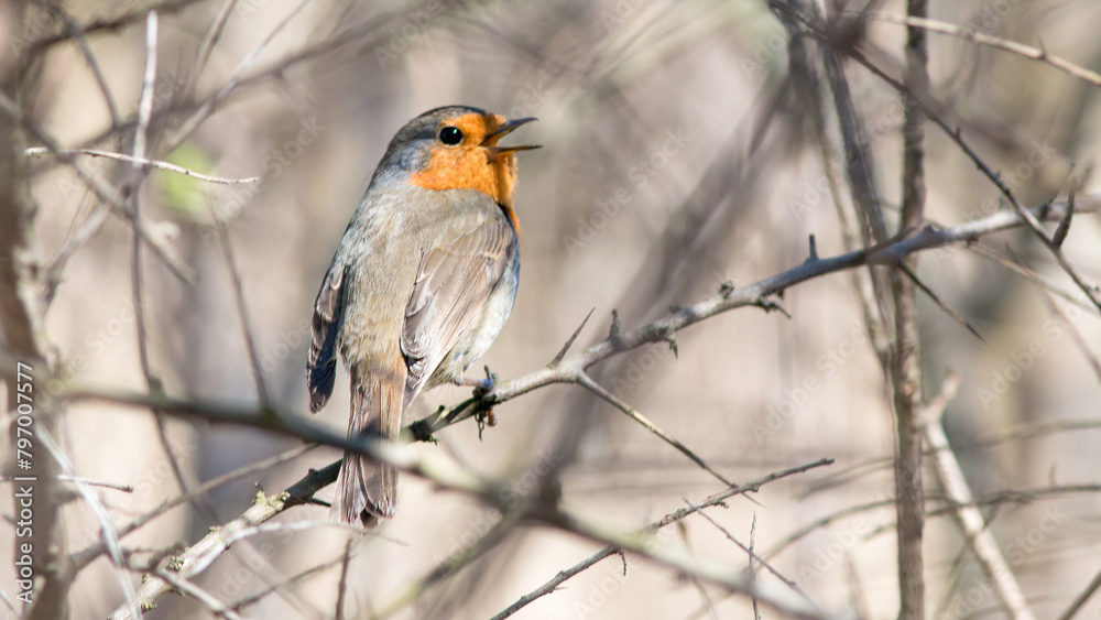 Fototapeta premium robin on branch