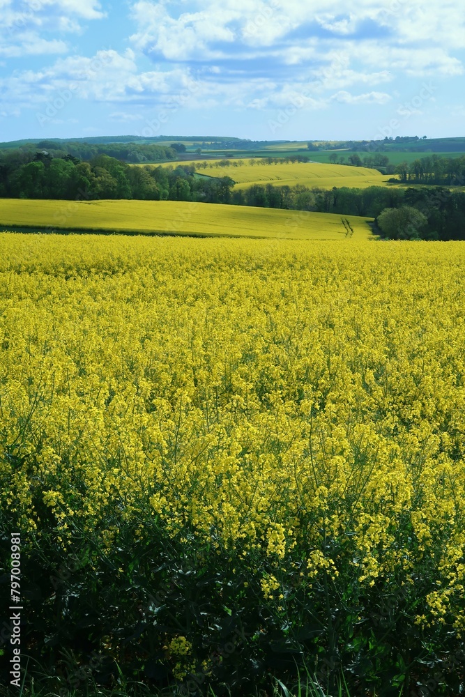 Agriculture en Champagne Ardenne, paysage de champs de colza (brassica napus) jaunes, en fleur, au printemps (France)