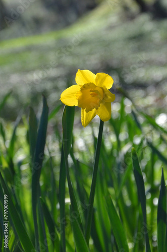 Yellow blooming large-cupped ‘Carlton’ daffodil with cup like a short trumpet growing on flower bed against blurred background. Gardening,growing spring flowers concept.
