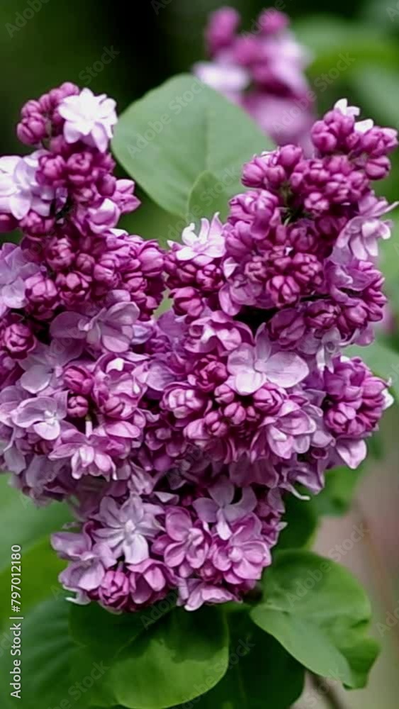 Lilac blooms in spring, vertical video Lilac blooms in spring, vertical video