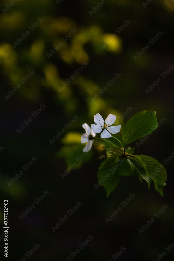 Fototapeta premium spring time