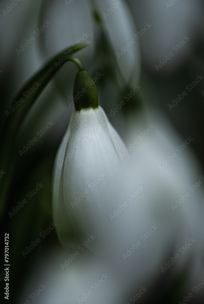 Obraz premium snowdrops