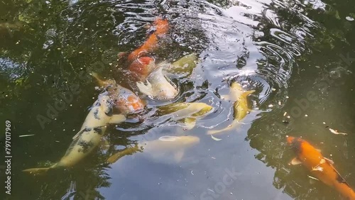 Koi Karpfen in einem Teich