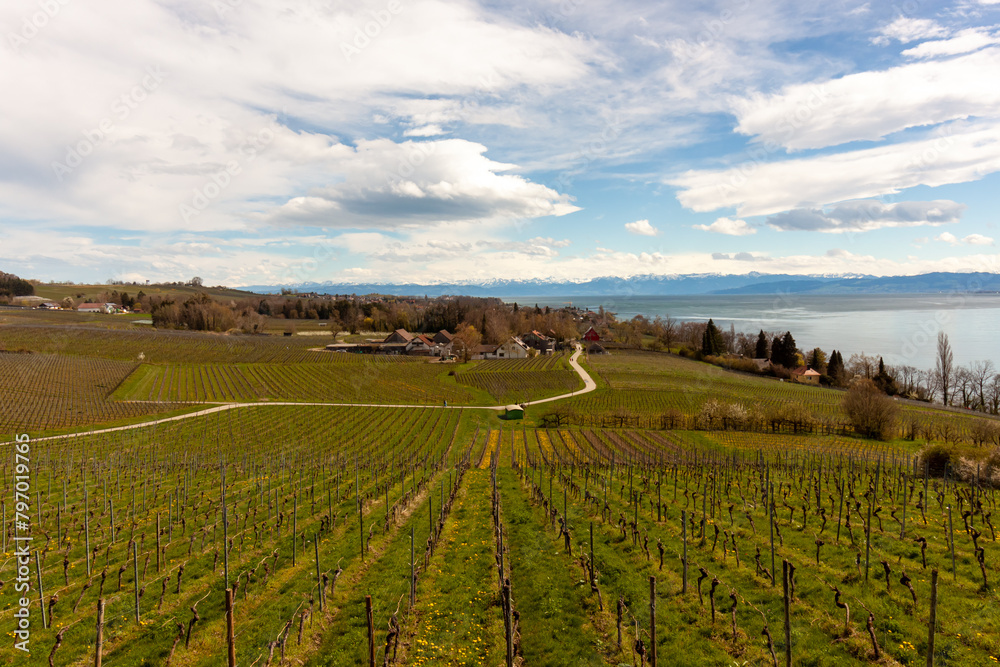 Vineyards on the slopes near Lake Constance at the end of March, Meersburg area