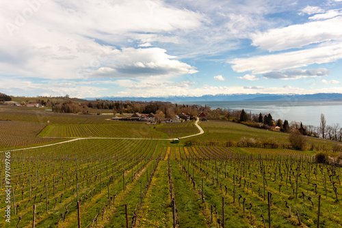 Vineyards on the slopes near Lake Constance at the end of March, Meersburg area