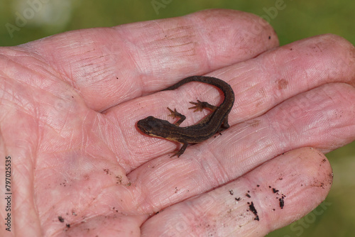 Smooth newt, common newt (Lissotriton vulgaris) in a hand, which is brought to the pond. Family Salamandridae. Spring, Netherlands, April  photo