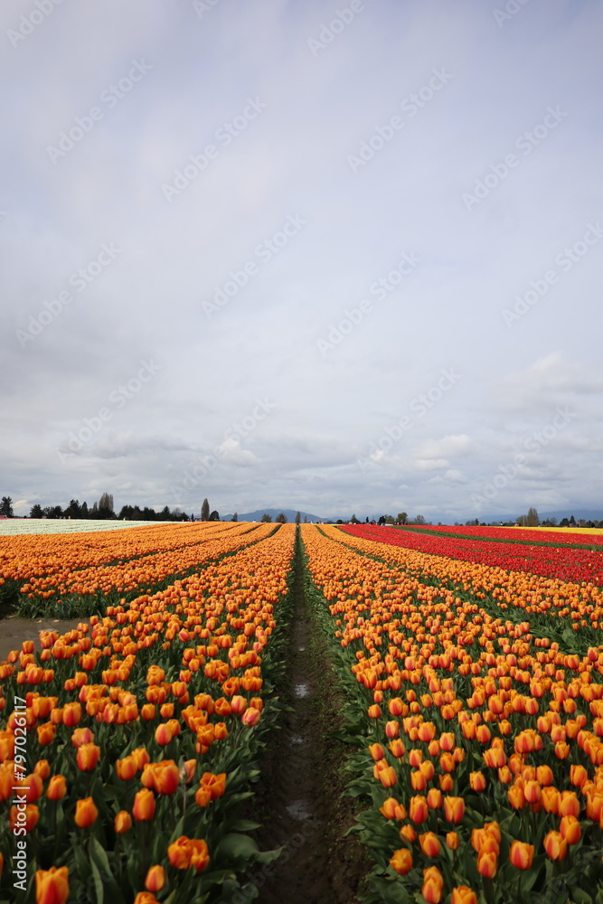 field of tulips in skagit valley