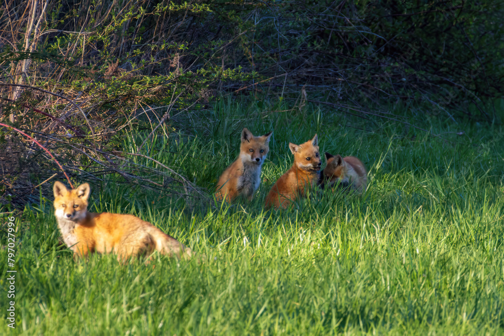 Naklejka premium Red Fox Kits