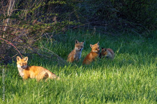 Red Fox Kits