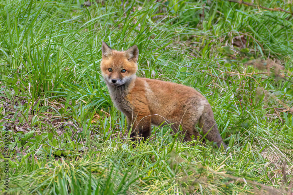 Red Fox Kits Red Fox Kits