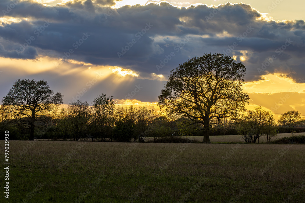 Obraz premium A view over a field in Sussex at sunset