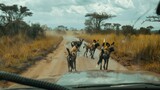 View of African wild dogs from a safari vehicle as they run down a dusty road amidst tall grasses, illustrating tourism and African wildlife