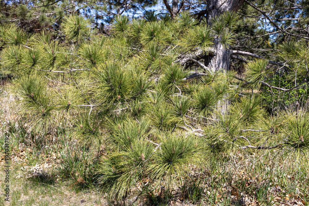Full frame close-up texture background of long needle pine tree branches in full sun