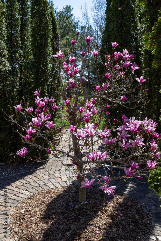 Full frame view of a blooming pink magnolia tree in a formal garden setting, surrounded by arborvitae trees