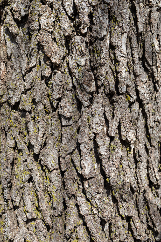 Full frame macro abstract background of textured bark on a white swamp oak tree (quercus bicolor) Full frame macro abstract background of textured bark on a white swamp oak tree (quercus bicolor)