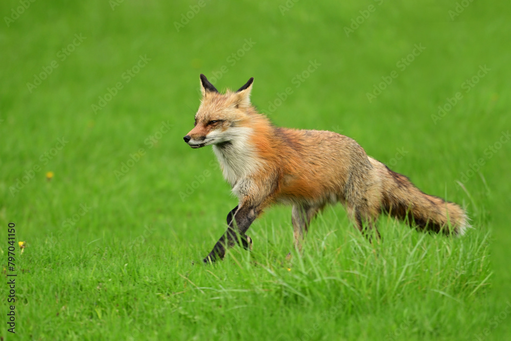Urban wildlife photograph of a red fox keeping watch over her den of cubs and yipping at any threat Urban wildlife photograph of a red fox keeping watch over her den of cubs and yipping at any threat