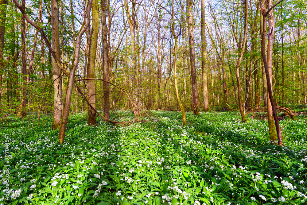 Bärlauch (Allium ursinum) in der Bulau bei Hanau/Hessen