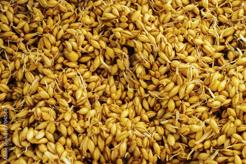 Sprouted barley background in close-up © Yingko